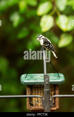 Downy woodpecker (Dryobates pubescens) sitting on a bird feeder. Stock Photo