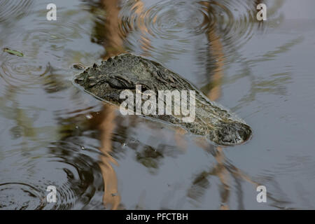 American Alligator feeding in a North Carolina swamp - Shalotte - near South Carolina Stock Photo