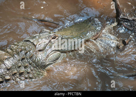 American Alligator feeding in a North Carolina swamp - Shalotte - near South Carolina Stock Photo