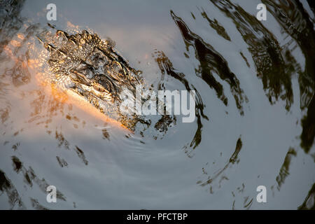 American Alligator feeding in a North Carolina swamp - Shalotte - near South Carolina Stock Photo