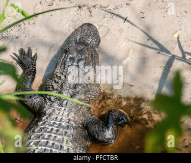 American Alligator feeding in a North Carolina swamp - Shalotte - near South Carolina Stock Photo