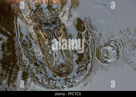 American Alligator feeding in a North Carolina swamp - Shalotte - near South Carolina Stock Photo