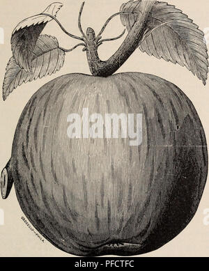 . Descriptive catalogue of fruit and ornamental trees, shrubs, vines and plants, cultivated and for sale. Seed industry and trade Maryland Catalogs; Fruit trees Seeds Catalogs; Climbing plants Seeds Catalogs; Plants, Ornamental Catalogs. Descriptive Catalogue. 23. Winesap Apple.  "Wolf River. An apple peculiarly adapted to the West on account of its extreme hardiness ;  very large and handsome ; flesh whitish, juicy, subacid ; a good bearer and long keeper. Wine Apple. [^English Redstreak, Hays^ jrin/er.) A valuable late autumn or earh' winter apple. Fruit large ; skin yellow, more or l Stock Photo