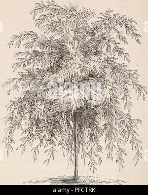 . Descriptive catalogue of ornamental trees, shrubs, roses, flowering plants, &amp;c. Ornamental trees Catalogs; Shrubs Catalogs; Roses Catalogs; Flowers Catalogs. 20 ELLWANGER &amp; BARRY'S CATALOGUE.. 4 &quot;'A -^-: '^^^^&quot;^'^^^yp^^iic^^ur:^ â 'ââ¢ - â -- &quot;^JJK^' FRAXINUS EXCELSIOR VAR. PENDULA. (European Weeping AshJ F. e. var. aurea pendula. Golden-baeked Weeping Ash. An elegant weeping tree. Bark in winter yellow as gold, $1.00. A^ar. jÂ»'lobosa. Dwarf Globe-headed Ash. A seedling of ours ; of delicate globular growth and small, myrtle-like foliageâworked G or 8 feet high it mak Stock Photo