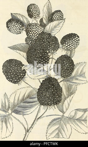 . Descriptive catalogue of fruits. Nursery stock Catalogs; Plants Catalogs; Fruit Seeds Catalogs. -50 ELLWANGER &amp; BARRY'S. NEW ROCHELLE. OR LAWTOX BLACKBERRY.. Please note that these images are extracted from scanned page images that may have been digitally enhanced for readability - coloration and appearance of these illustrations may not perfectly resemble the original work.. Ellwanger &amp; Barry; Mount Hope Nurseries; Ellwanger &amp; Barry; Henry G. Gilbert Nursery and Seed Trade Catalog Collection. Rochester, N. Y. : Ellwanger &amp; Barry