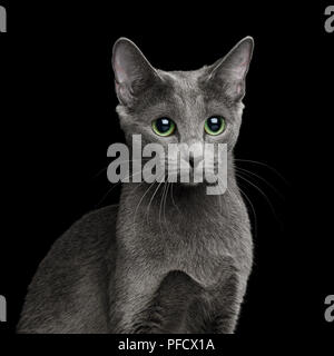 Portrait of Russian blue Cat with big Green eyes on Isolated Black Background