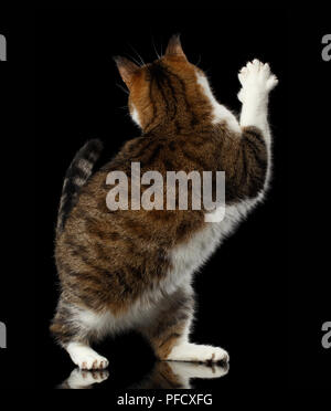 Playful Cat with funny pose standing on hind legs and turned back raising paw, stretched up on isolated black background, say goodbye or hi Stock Photo
