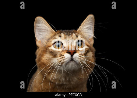 Close-up Portrait of pedigree orange Somali kitty on isolated black background Stock Photo