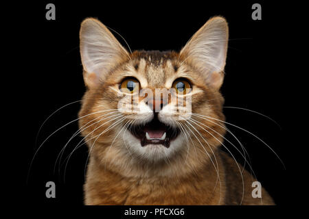 Close-up Portrait of meowing orange Somali kitty looking in camera on isolated black background Stock Photo