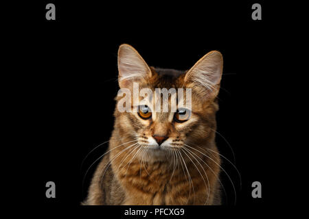 Close-up Portrait of pityful orange Somali kitty looking in camera on isolated black background Stock Photo