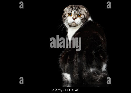 serious cat of scottish fold breed with tabby sitting and looking back on isolated black background, small ears Stock Photo