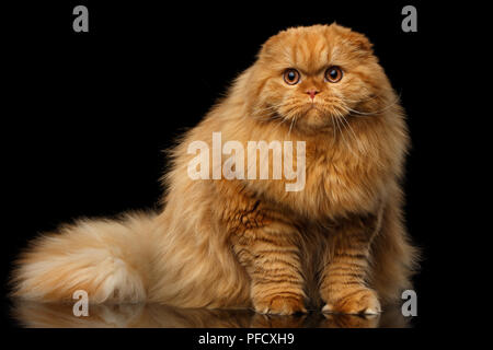 Furry red scottish fold highland breed Cat sitting on isolated black background, fat ginger cat Stock Photo