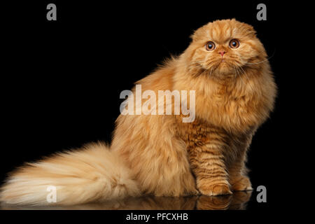Furry Red Scottish Fold Highland Breed Cat Sitting On Isolated