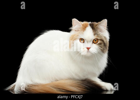 Premium Photo  Portrait photo of scottish fold cat with annoying or angry  face.