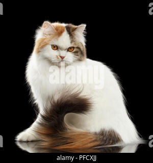 Portrait of Angry Scottish Highland Straight Cat, waving his tail, White with Red Color of Fur, Isolated Black Background, Side view, Grumpy Face Stock Photo