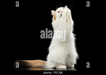 praying Scottish Highland Straight Cat, White with Red Color of Fur, Catching and Raising up paws, Hunting, Isolated Black Background Stock Photo