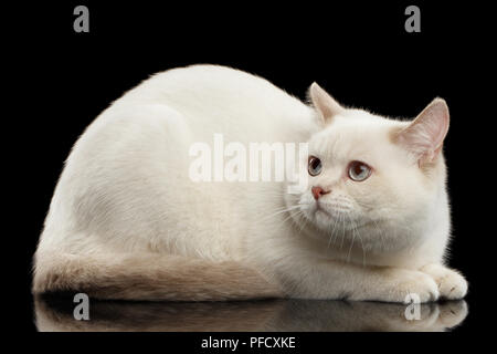 color-point British Shorthair Cat Lying and Fearing Looks up on Isolated Black Background, Side view Stock Photo