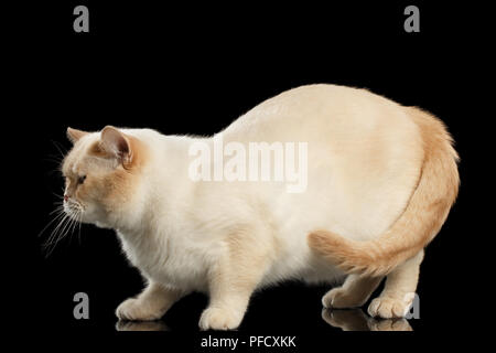 Big color-point British Shorthair Cat Standing on Isolated Black Background, Side view Stock Photo