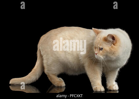 color-point British Shorthair Cat Standing and Looking Back on Isolated Black Background Stock Photo