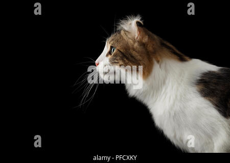 Closeup Portrait of American Curl Cat Breed with twisted Ears, on Black Isolated background, Profile view
