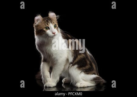 American Curl Cat Breed with twisted Ears, Sitting in front of Black Isolated background Stock Photo