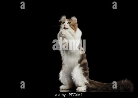 Funny American Curl Cat Breed with twisted Ears, Standing on Hind legs and catching his paws like pray in front of Black Isolated background