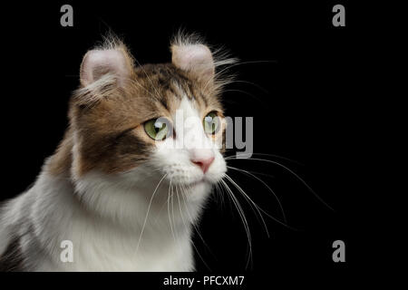 Closeup Portrait of Green Eyed American Curl Cat Breed with twisted Ears, in front of Black Isolated background
