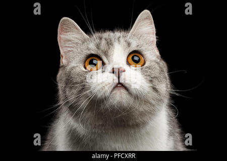 Closeup Portrait of Gray Scottish Straight Cat Looking up Isolated on Black Background Stock Photo