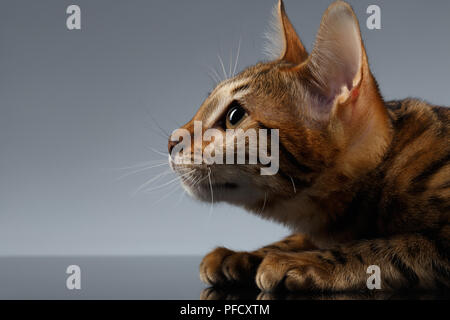 Closeup Portrait of Bengal Kitty at Profile view on dark Background Stock Photo