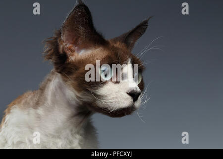 Closeup Portrait of Devon Rex Looking at right on Gray background Stock Photo