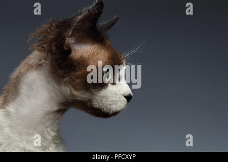 Closeup Devon Rex in Profile view on Gray background Stock Photo