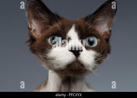 Closeup Portrait of Devon Rex Looking in Camera on Gray background Stock Photo