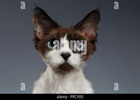 Closeup Portrait of Devon Rex Looking in Camera on Gray background Stock Photo