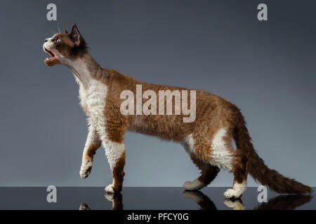 Devon Rex with opened mouth in Profile view on Gray background Stock Photo
