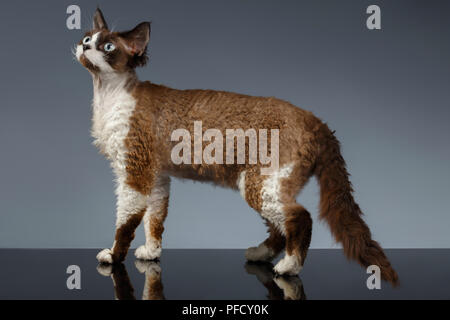 Devon Rex Stands in Profile view on Gray background Stock Photo