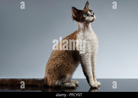 Funny Devon Rex Sits in Profile view on Gray background Stock Photo