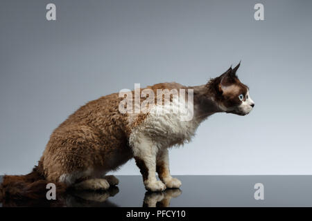 Crouched Devon Rex in Profile view on Gray background Stock Photo