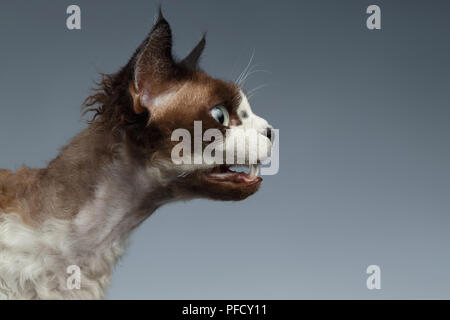 Closeup Devon Rex hisses in Profile view on Gray background Stock Photo