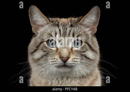 Closeup Portrait of Thai Cat isolated on Black Background Stock Photo