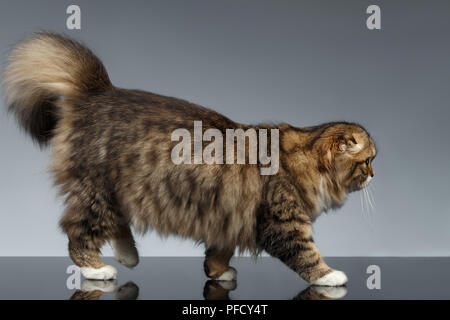 Scottish Fold Cat Walks on Gray Mirror Background Stock Photo