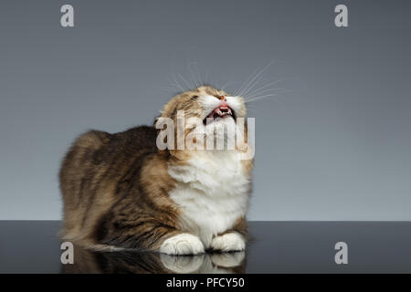 Scottish Fold Cat Yawns with opened mouth on Gray Background Stock Photo