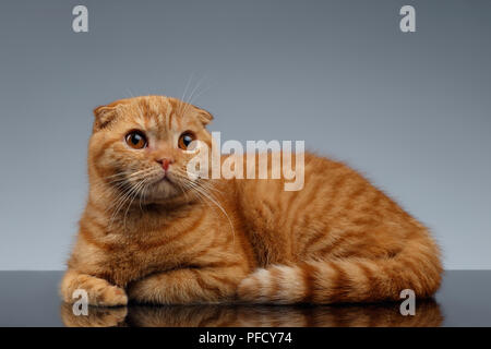 Ginger Scottish Fold Cat Lies on Gray Background Stock Photo
