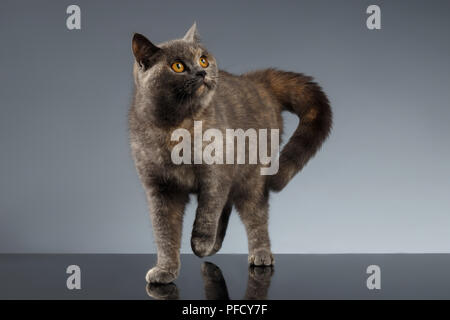 Scottish Cat Stands on Gray Mirror Background Stock Photo