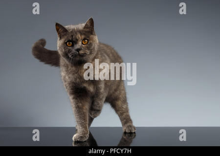 Scottish Cat Walks on Gray Mirror Background Stock Photo
