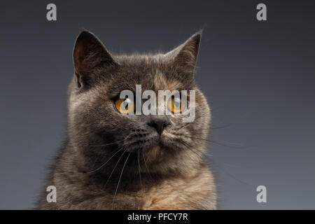 Closeup Portrait of Scottish Cat on Gray Background Stock Photo