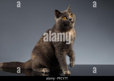 Scottish Cat Sits on Gray Mirror and Looking up on Gray Background Stock Photo