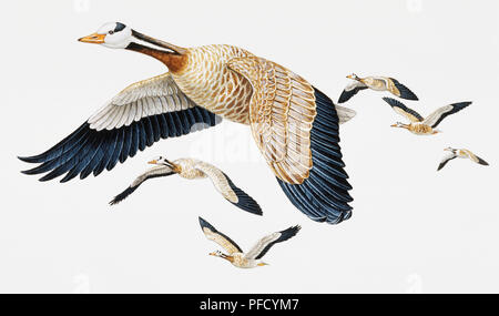 Bar-headed Goose, Anser indicus, flying in formation. Stock Photo