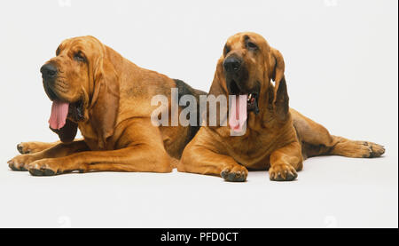 are bones easily digested by a bloodhound