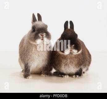 two rabbits - mating Stock Photo - Alamy