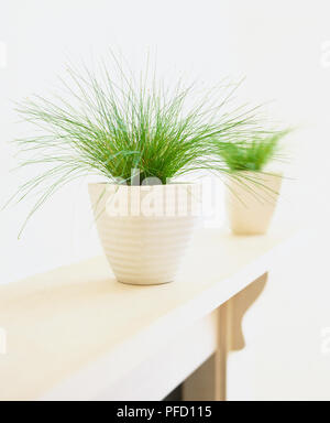 Isolepis cernua, Slender Club-rush plant growing in white ceramic pot on mantlepiece, side view. Stock Photo
